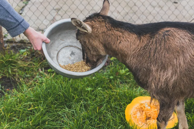 Goat eating from bowl