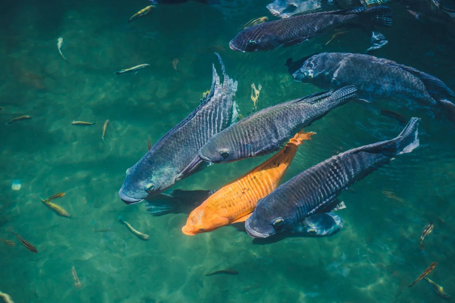 Aquaculture