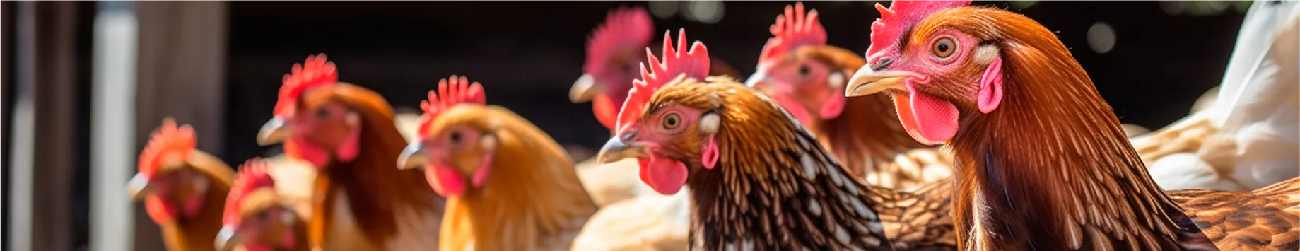Poultry
