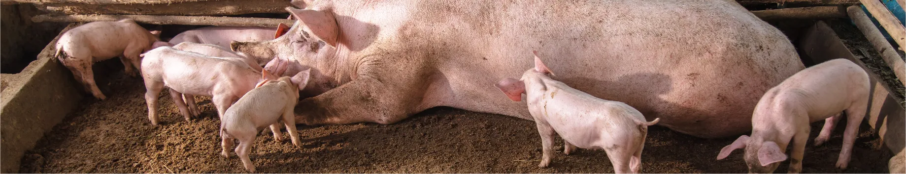 Swine