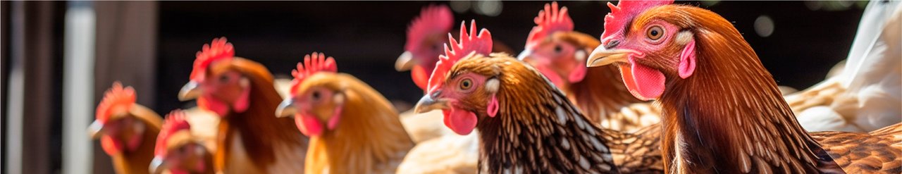 Poultry