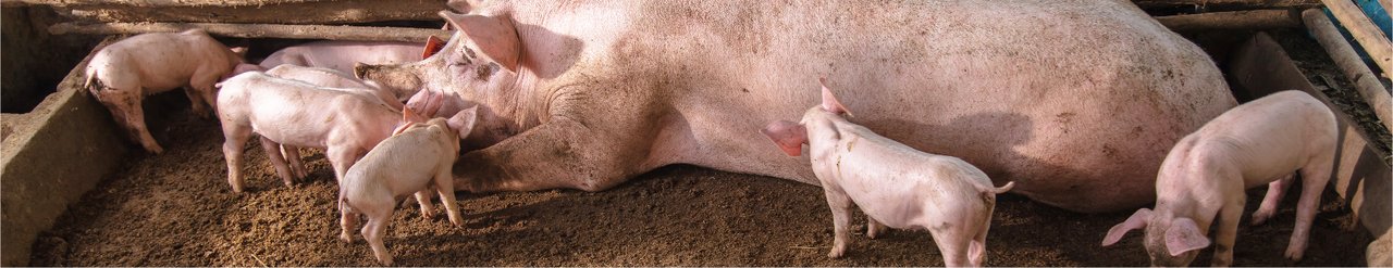 Swine