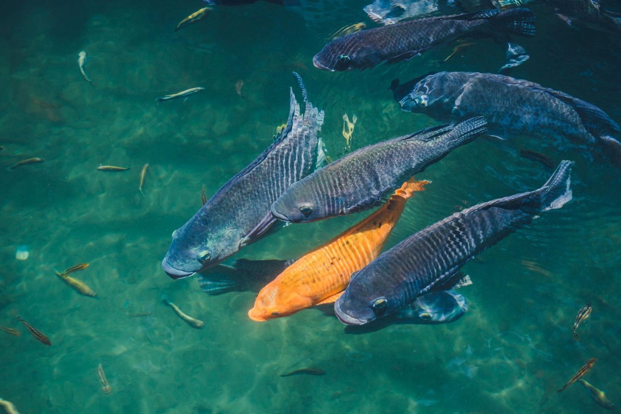 Aquaculture