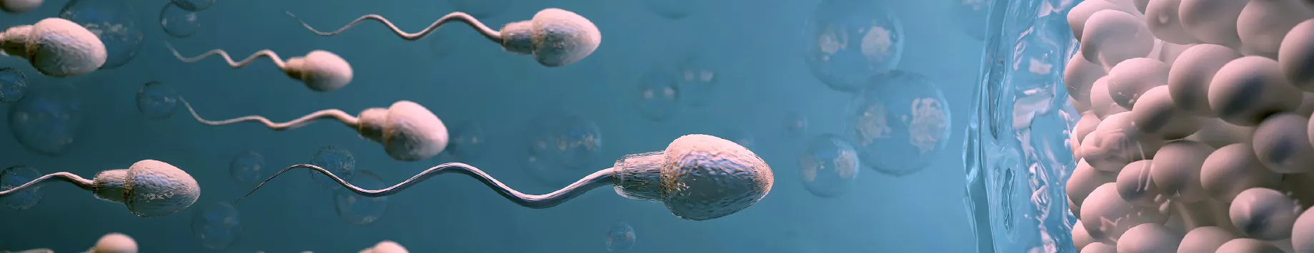 Breeder Fertility